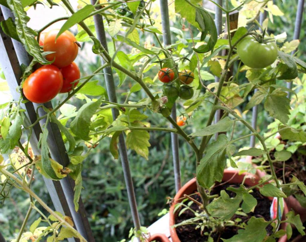 Tomato growing and ripening in a pot