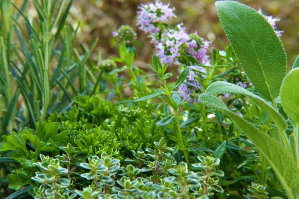 Herbs and spices - everything there is to know about them