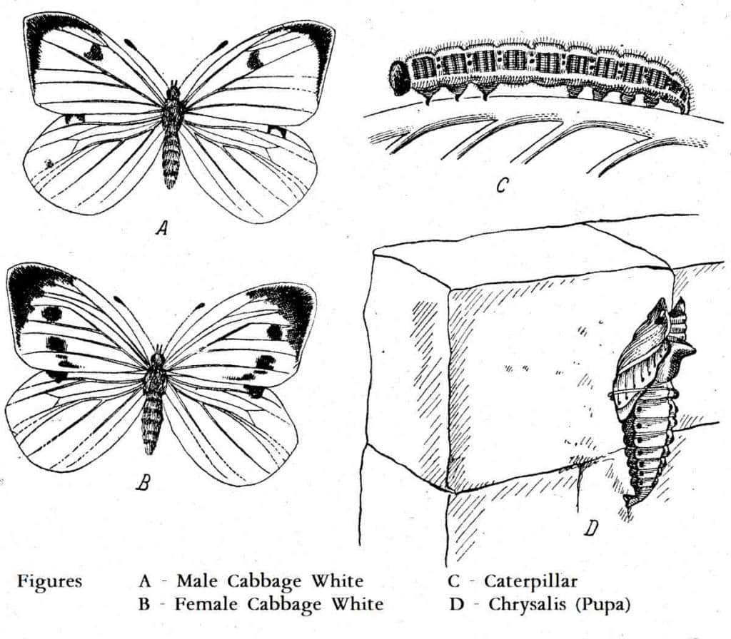 Cabbage White Butterfly Get Rid Of Those Leaf Eating Caterpillars