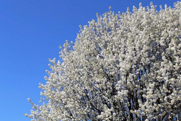 Pruning an apple tree or pear tree (+ video tips)