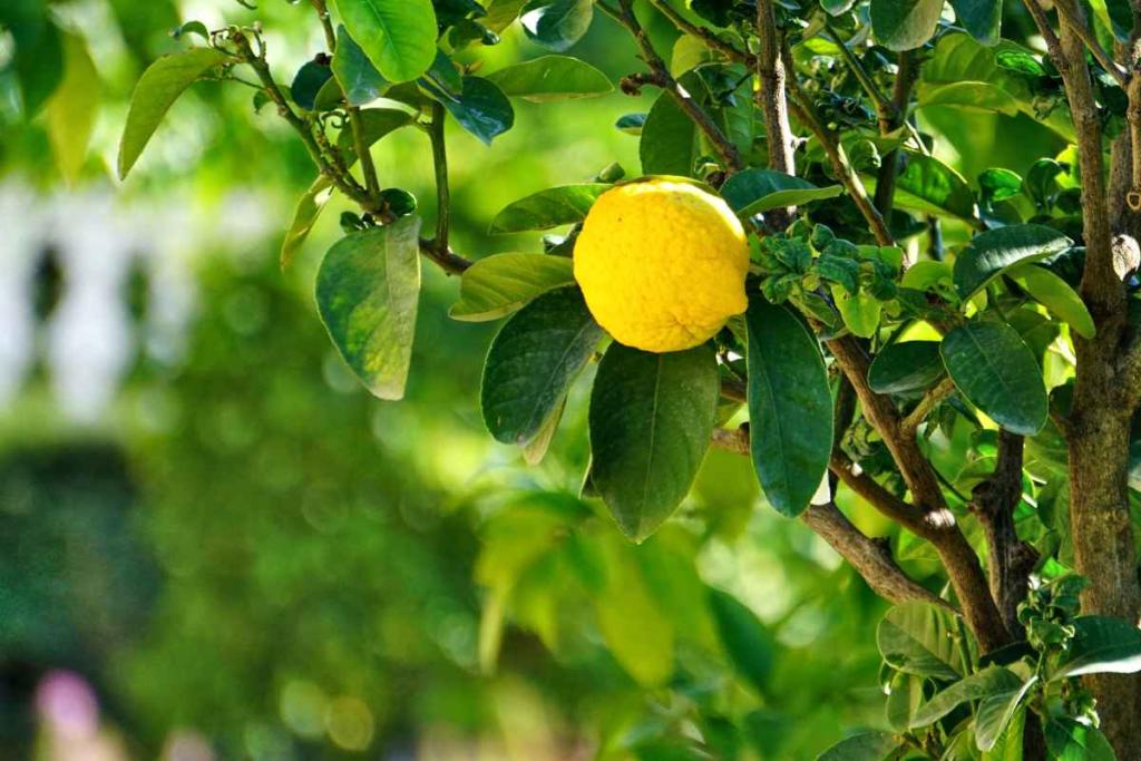 Four-seasons lemon tree