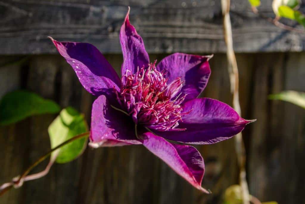 Clematis with beautiful flowers
