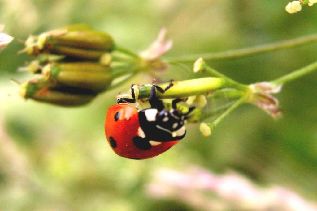 Ladybug: the lifecycle of this precious garden assistant