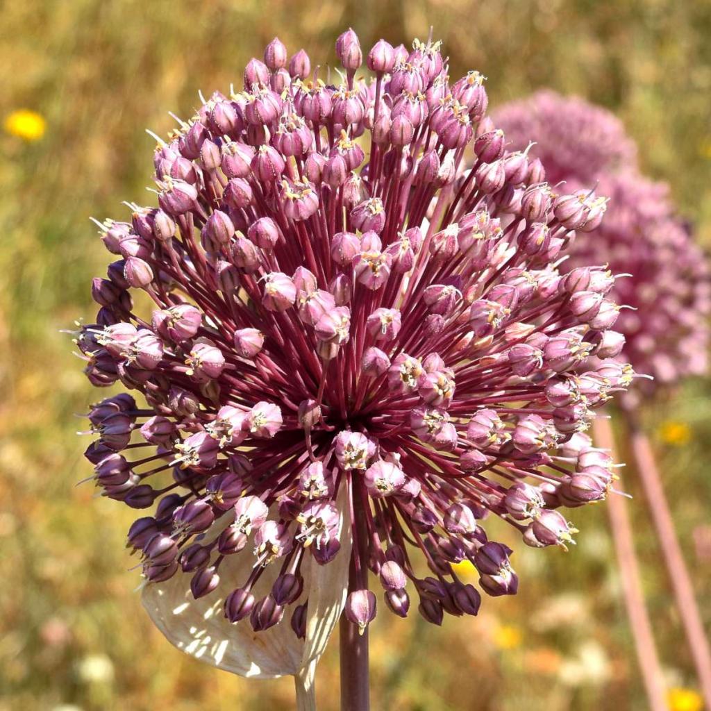 Perennial leek, the tasty small leek that grows again... and again...