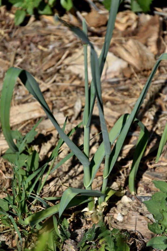 Perennial leek, the tasty small leek that grows again... and again...