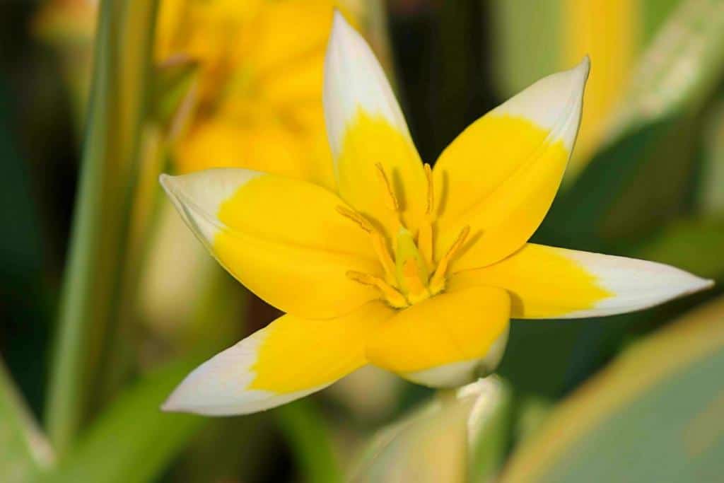 Wild tulip blooms with short, cute flowers