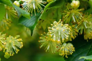 Linden provides massive amounts of nectar for honey