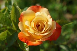 Rose with wonderful colors thanks to natural fertilizer