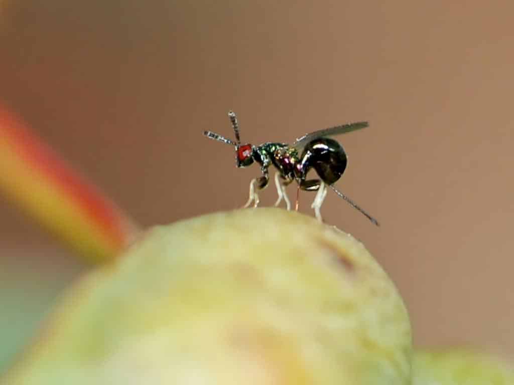 Control gall wasp