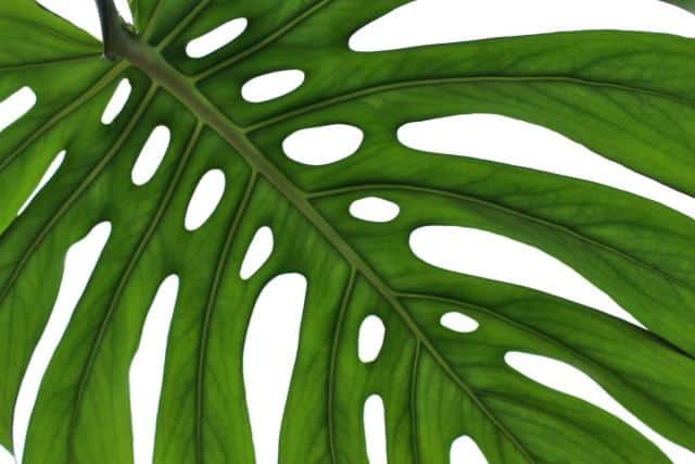 Monstera, how to grow and care for monstera deliciosa