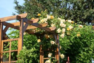 Climbing rose with trumpet vines on a pergola