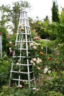 Pyramid cage for a climbing rose to grow on