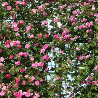 Trellis to support a climing rose