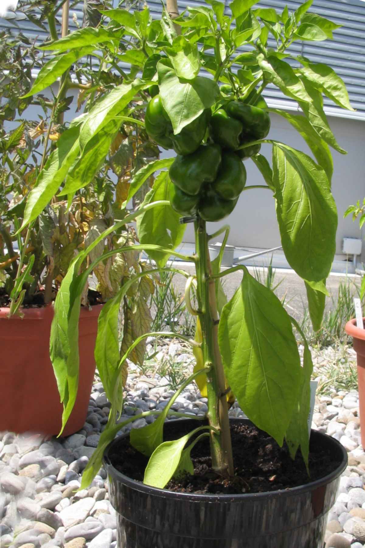 Growing Bell Pepper Plants In Pots