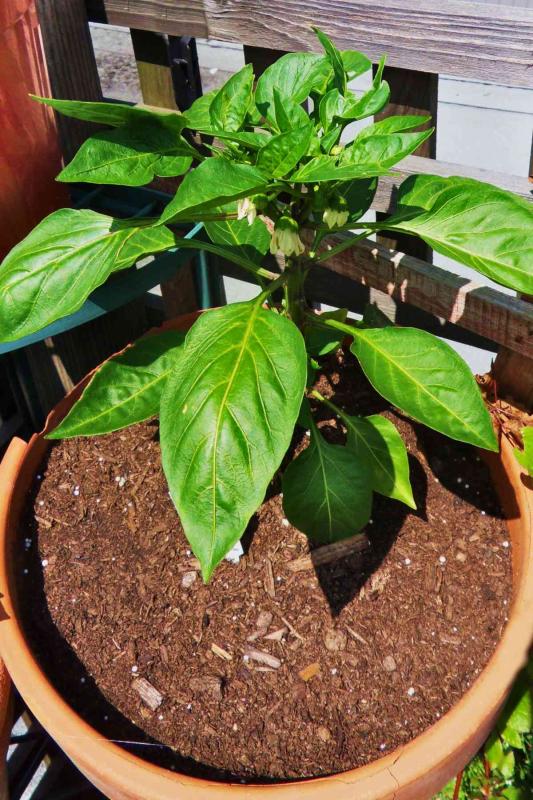 How to Grow and Care Bell Pepper in Pots