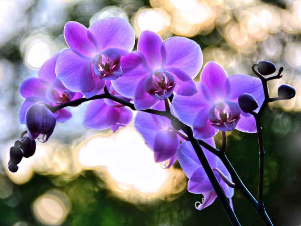 Orchid exposure light