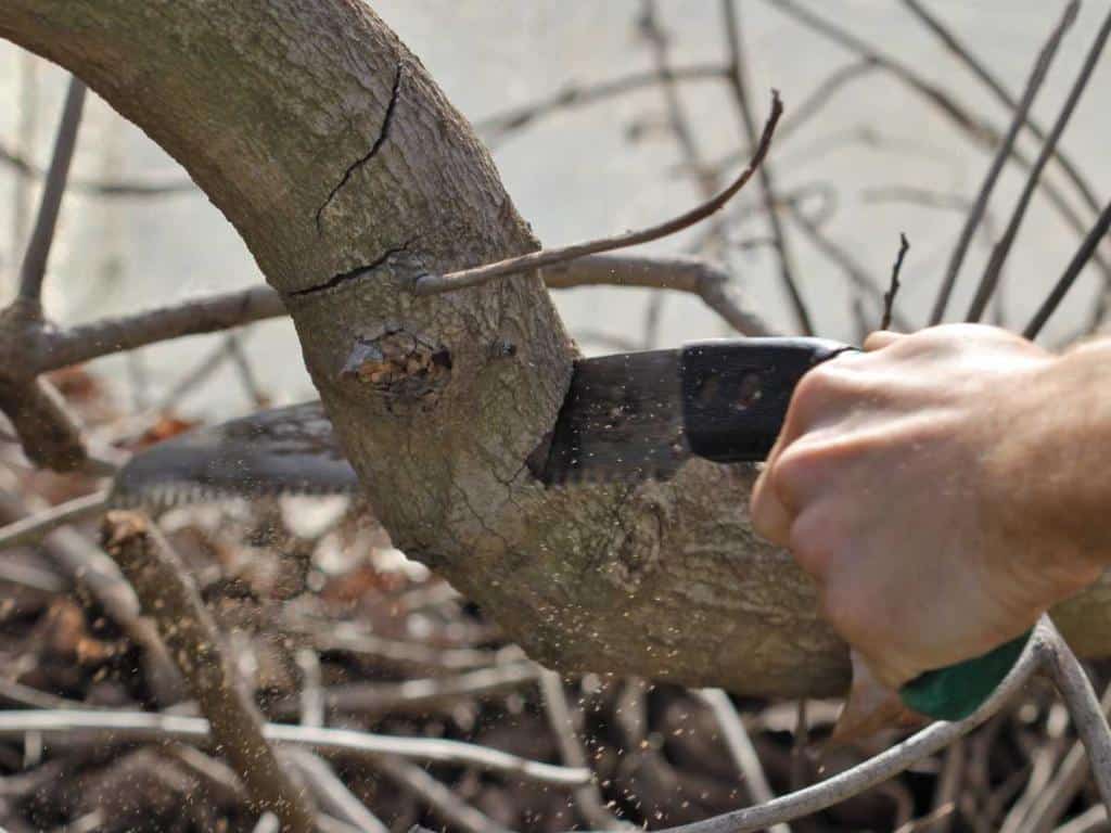 Pruning an apple tree or pear tree (+ video tips)