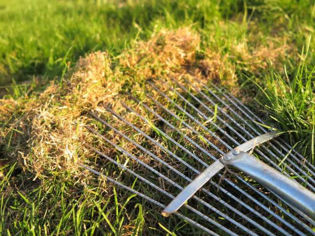 De-thatching - how to dethatch a lawn and remove that layer of moss