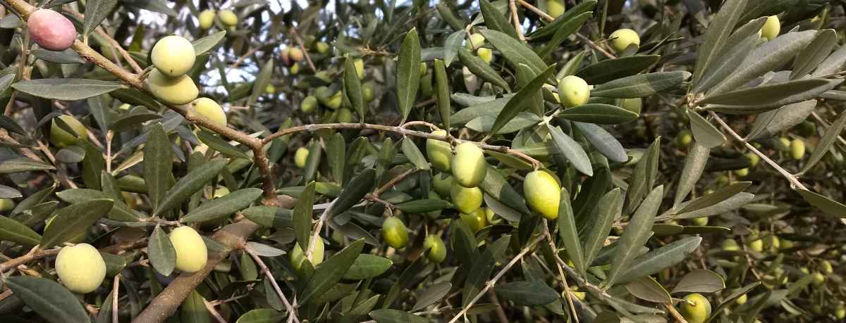 Olive tree branches with fruits