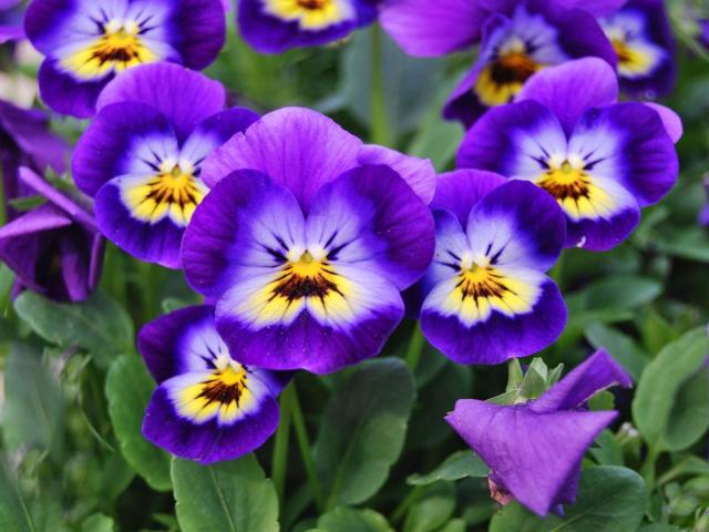 Viola cornuta - blooming, care, watering