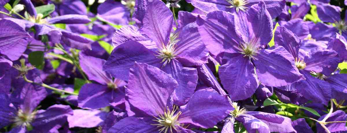 Clematis flowers spanning the picture