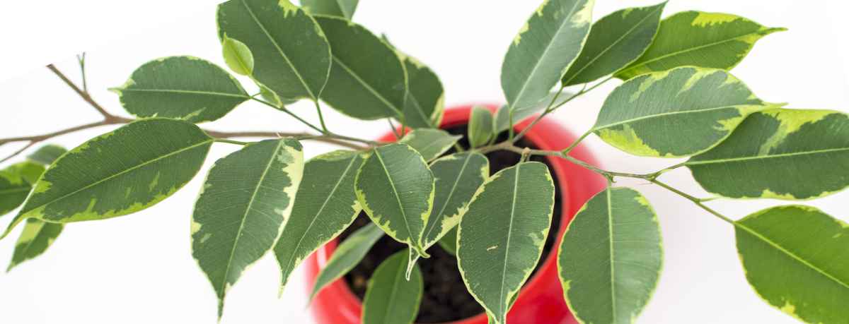 Ficus plant in a pot with variegated leaves