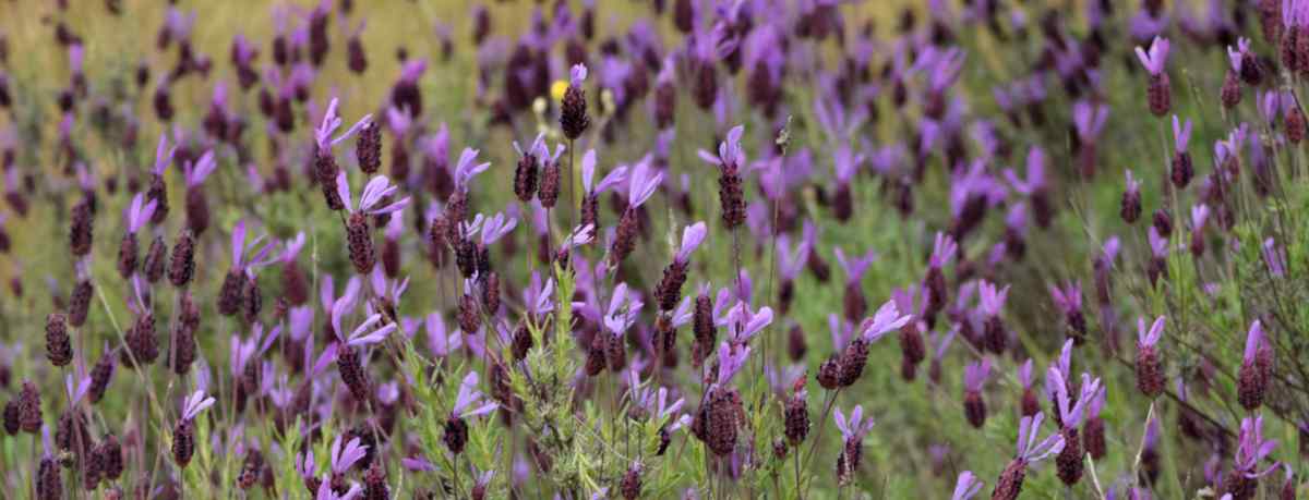 French lavender field
