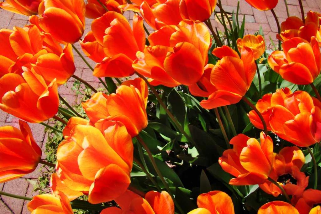 Tulip in pots, 5 steps for guaranteed success in a pot or planter