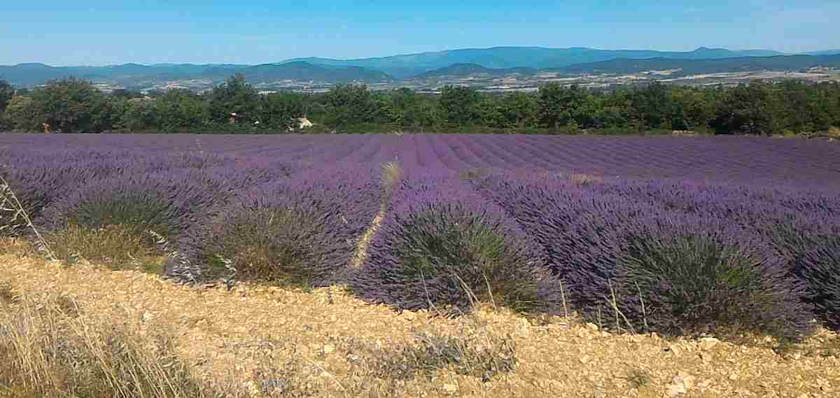 Lavender field in Southern France