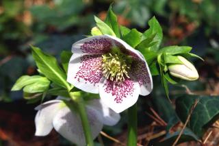 White hellebore with red dots on the petals