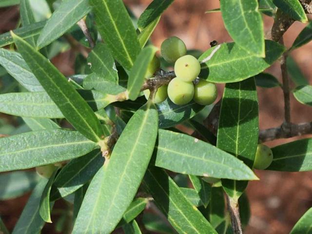 Olive Trees Need Cold Weather Why And How To Grow Olive In Cold Weather