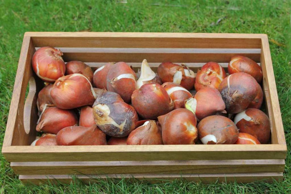 Tulip bulbs, how to plant and choose them right