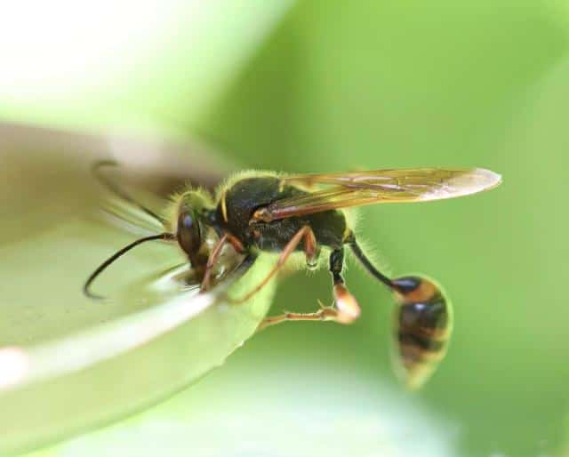 Predator wasp, devourers of pests and caterpillars