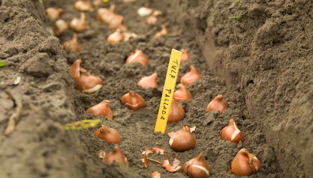 How to deep to plant tulip bulbs, steps for planting tulip in pots