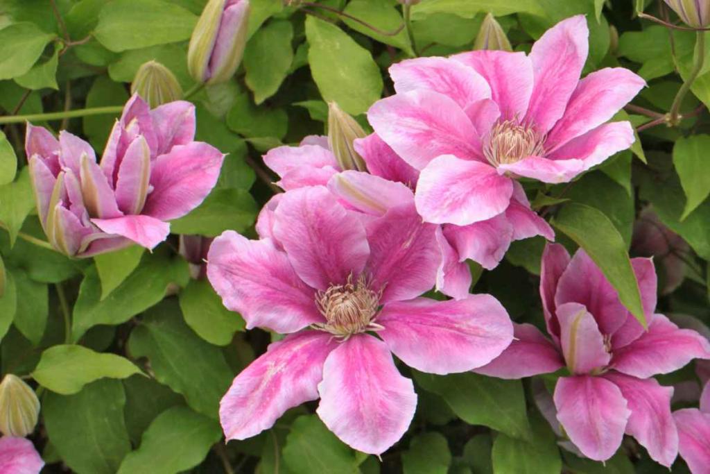 Clematis - planting, pruning and caring for this flower vine