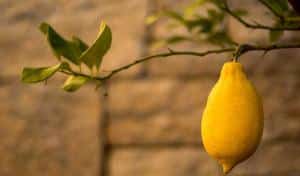 How to winterize lemon, citrus tree