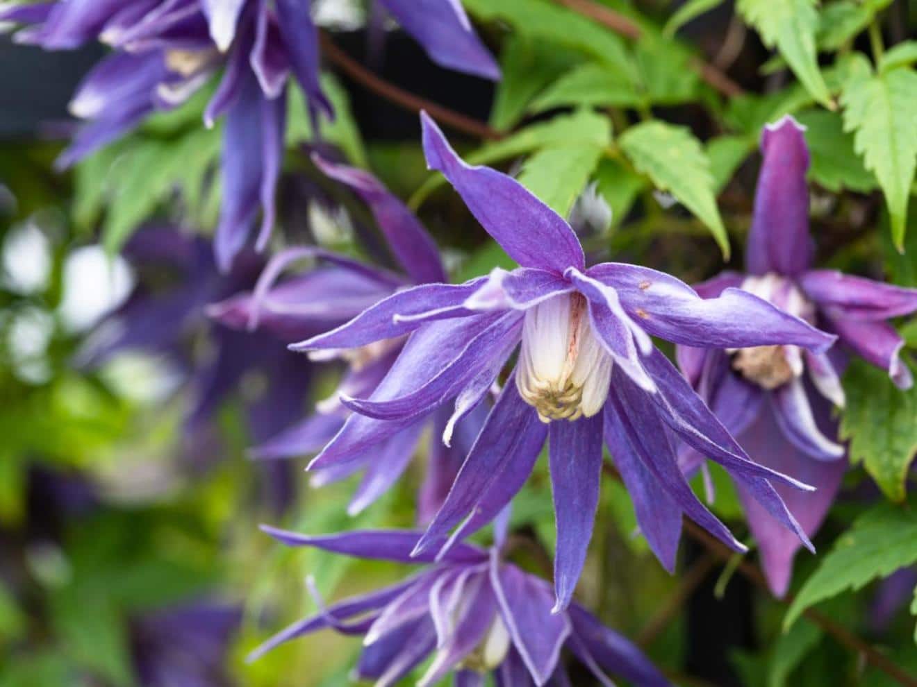 Clematis alpina - planting, pruning and care for this blue-hued vine