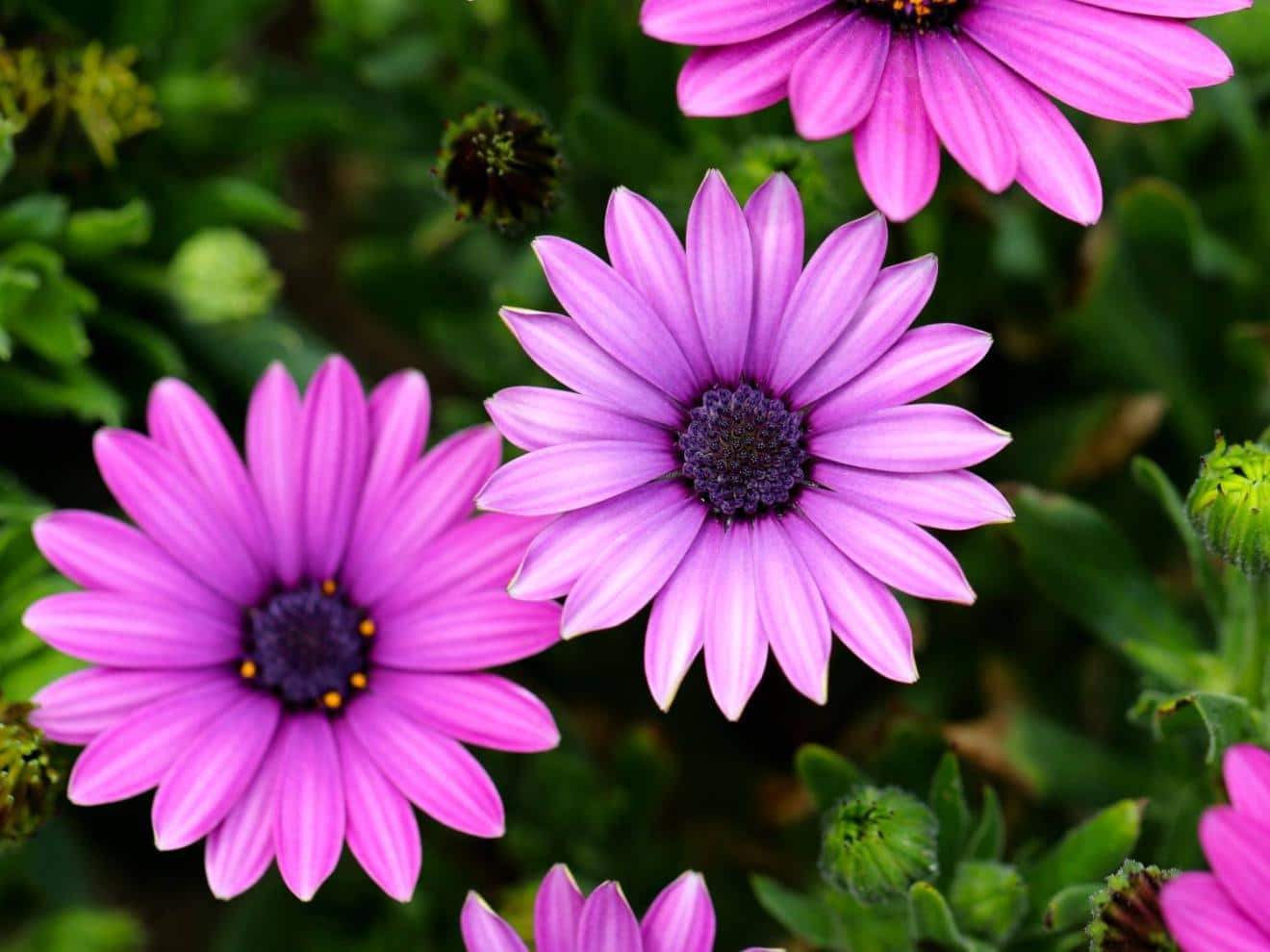 Osteospermum - planting, pruning, care, and easy propagation tips