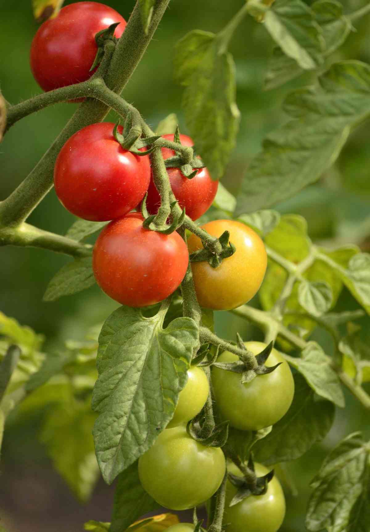Tomato timing, the perfect moment to pick ripe tomato