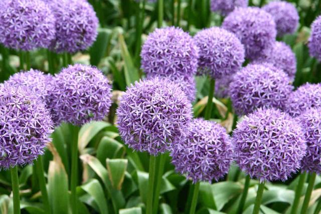 Allium - planting, growing and care