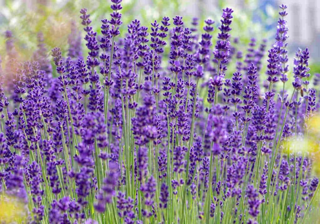 Lavandula angustifolia, the true lavender for gardens
