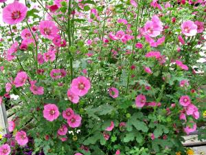 Althea - planting, pruning, and advice on caring for it, propagation ...