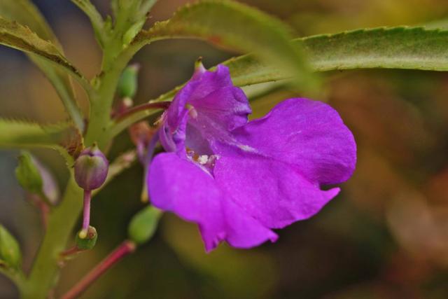 Balsam - planting, sowing and advice on caring for it