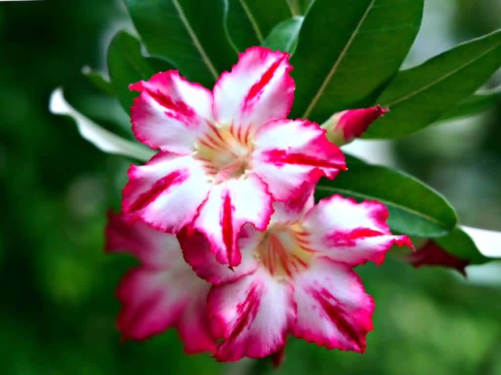 Adenium Obesum - Tips On Caring For Desert Rose