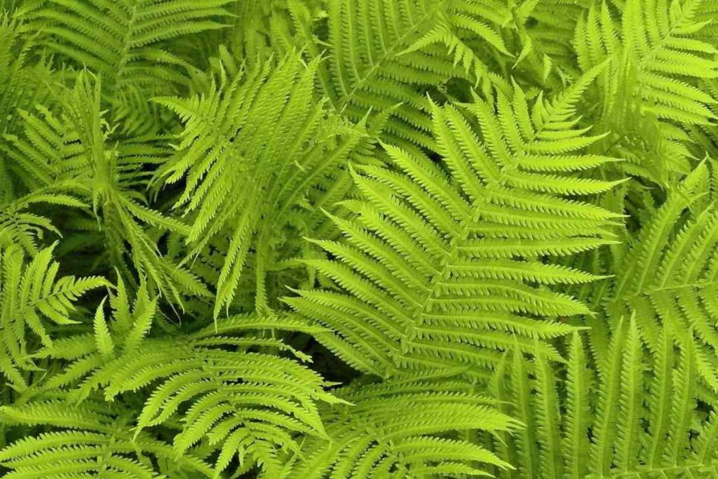 Fern - planting and advice on caring for it