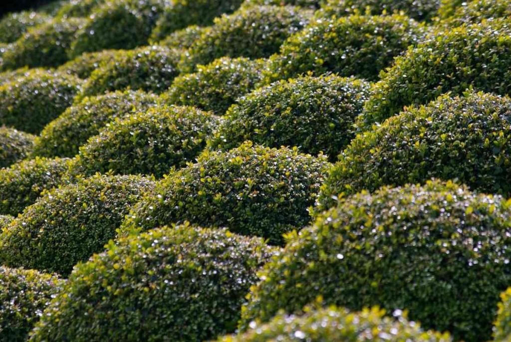 Boxwood - Growing, Pruning and Care