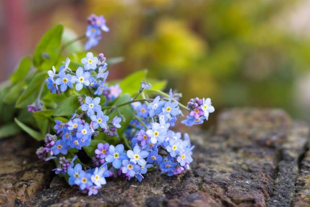 Brunnera macrophylla - tips and guidance for the best possible care