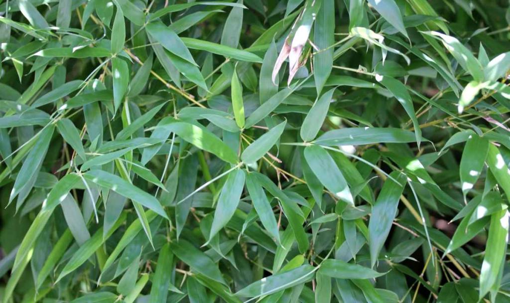 Fargesia bamboo : Growing and Care