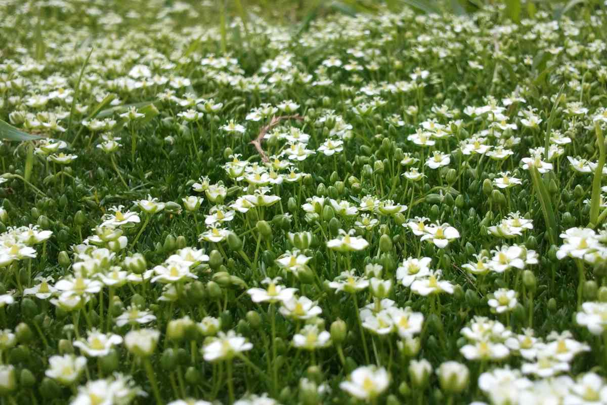 Heath pearlwort, Sagina subulata, perfect instead of lawns