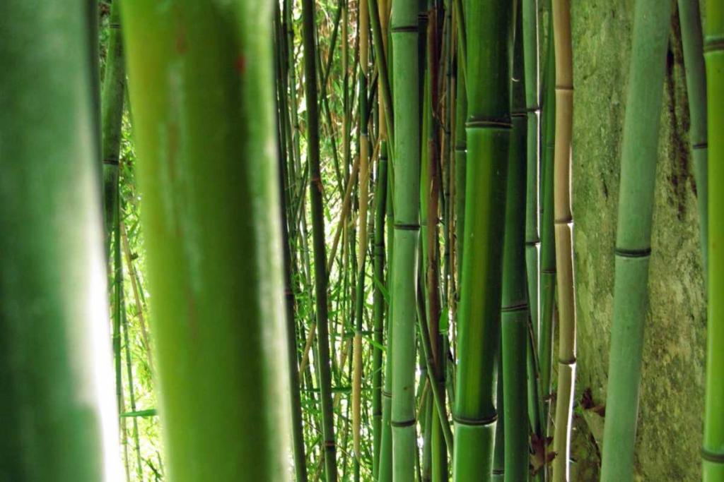 Choosing the right bamboo for planting